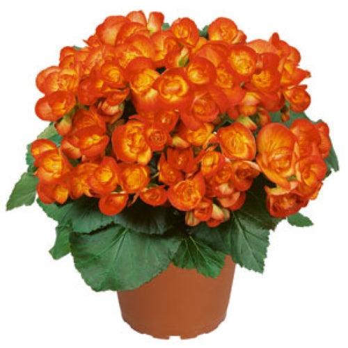 Begonia x hiemalis 'Amstel Carnival' ~ Amstel Carnival Rieger Begonia-ServeScape