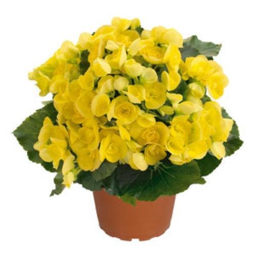Begonia x hiemalis 'Amstel Blitz' ~ Amstel Blitz Rieger Begonia-ServeScape