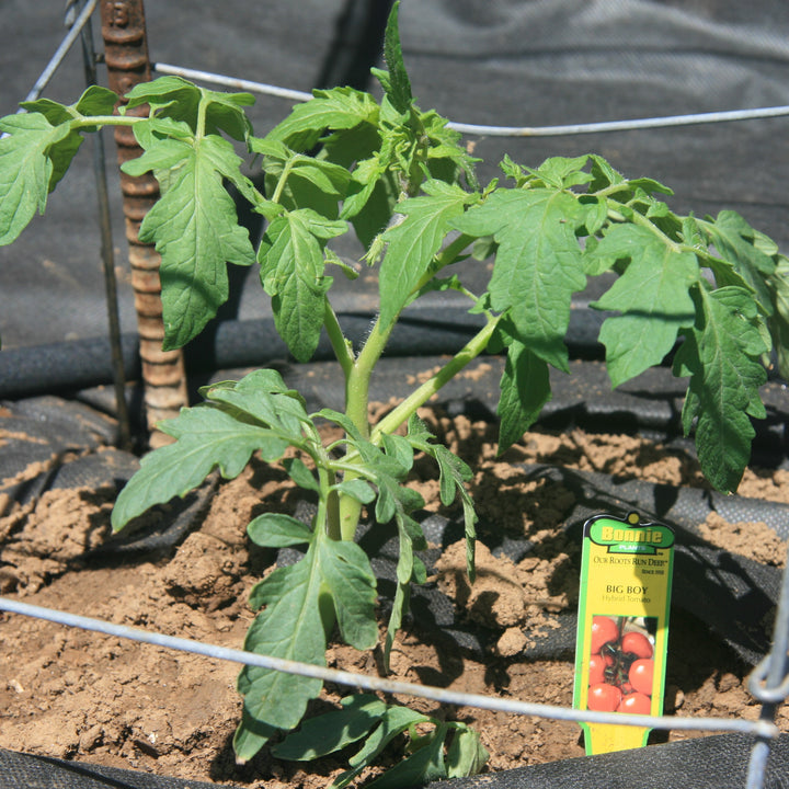 Solanum lycopersicum 'Big Boy' ~Big Boy Tomato-ServeScape