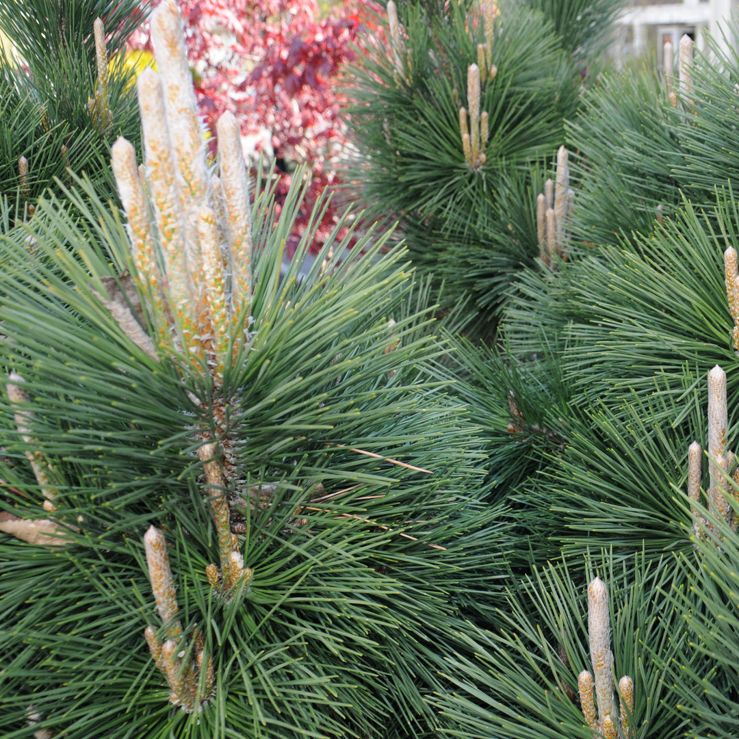 Pinus thunbergii 'Thunderhead' ~ Thunderhead Japanese Black Pine-ServeScape