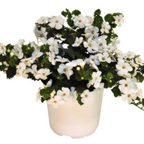 Sutera cordata 'Bahai White' ~ Bahai White Bacopa-ServeScape