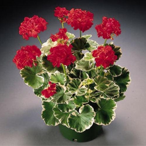 Pelargonium x hortorum 'Wilhelm Langguth' ~ Wilhelm Langguth Geranium-ServeScape