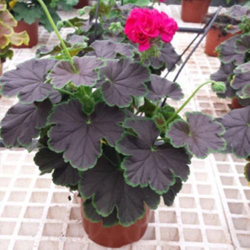 Pelargonium zonal 'Brocade Cherry Night' ~ Brocade Cherry Night Zonal Geranium-ServeScape