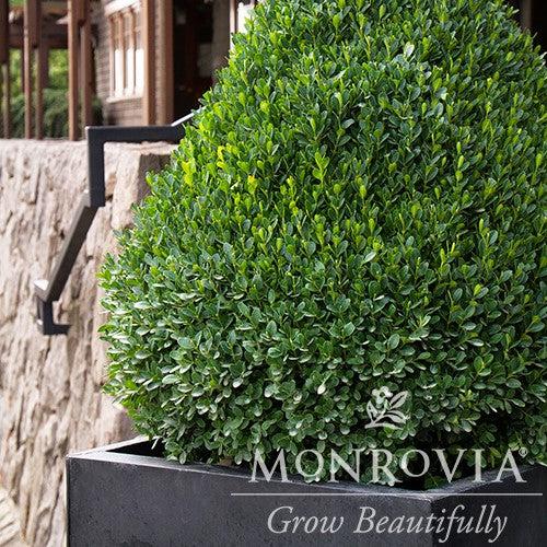 Buxus sempervirens 'MonAlex' ~ Monrovia® Petite Pillar™ Boxwood-ServeScape