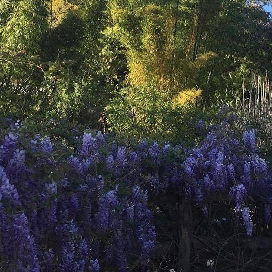 Wisteria floribunda 'Black Dragon' ~ Black Dragon Wisteria-ServeScape