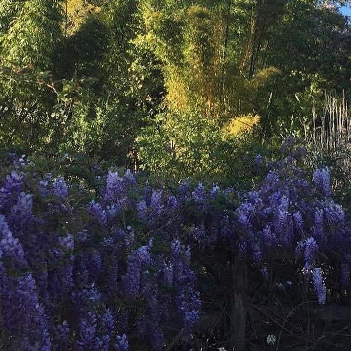 Wisteria floribunda 'Black Dragon' ~ Black Dragon Wisteria-ServeScape