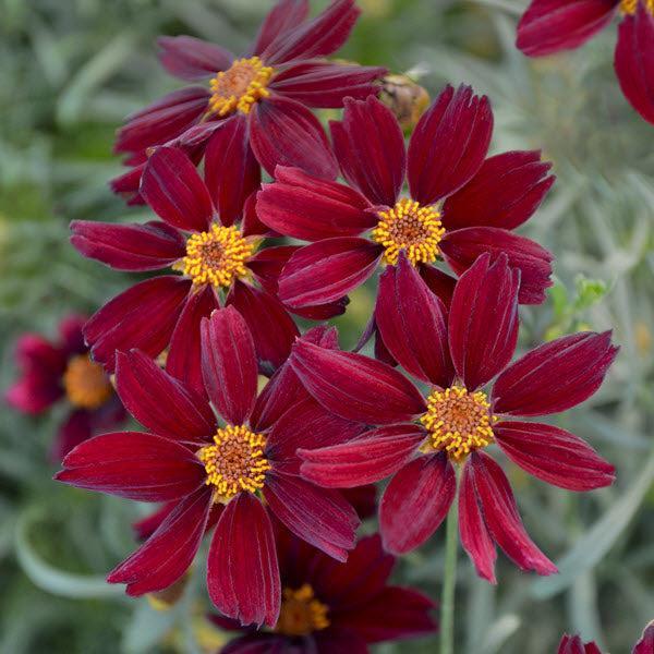 Coreopsis verticillata 'Red Stain' ~ Permathreads™ Red Stain Coreopsis-ServeScape