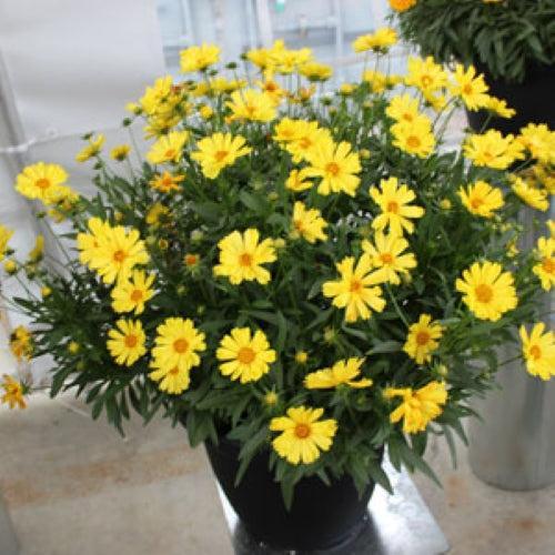Coreopsis auriculata 'Sophie' ~ Leading Lady™ Sophie Coreopsis, Tickseed-ServeScape