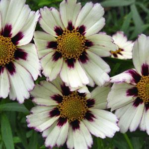 Coreopsis x 'Star Cluster' ~ Big Bang™ Star Cluster Tickseed-ServeScape