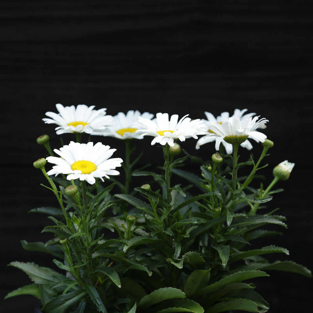 Leucanthemum superbum ’Daisy Duke’ ~ Amazing Daisies® Daisy May® Shasta daisy-ServeScape