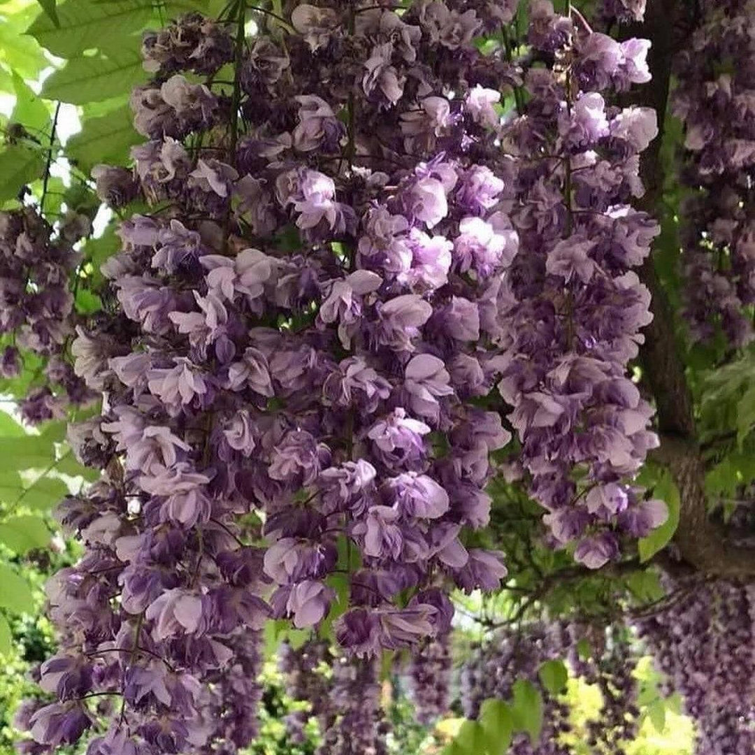 Wisteria floribunda 'Black Dragon' ~ Black Dragon Wisteria-ServeScape