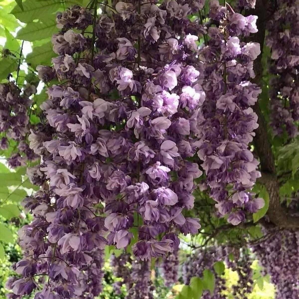 Wisteria floribunda 'Black Dragon' ~ Black Dragon Wisteria-ServeScape