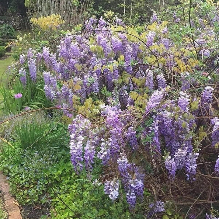 Wisteria floribunda 'Black Dragon' ~ Black Dragon Wisteria-ServeScape
