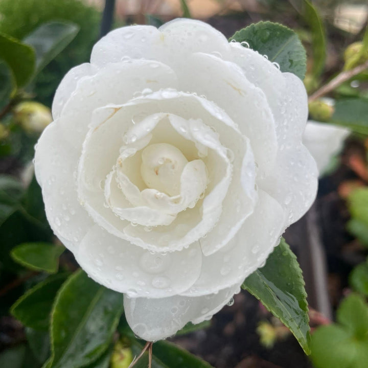 Camellia sasanqua 'Marie Kirk' ~ Autumn Moon Camellia-ServeScape