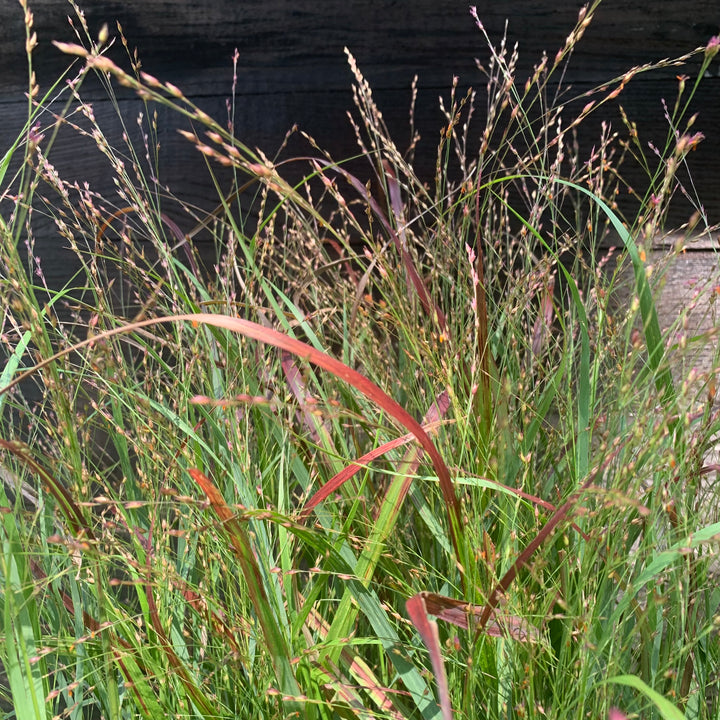 Panicum virgatum 'Shenandoah' ~ Shenandoah Switch Grass-ServeScape