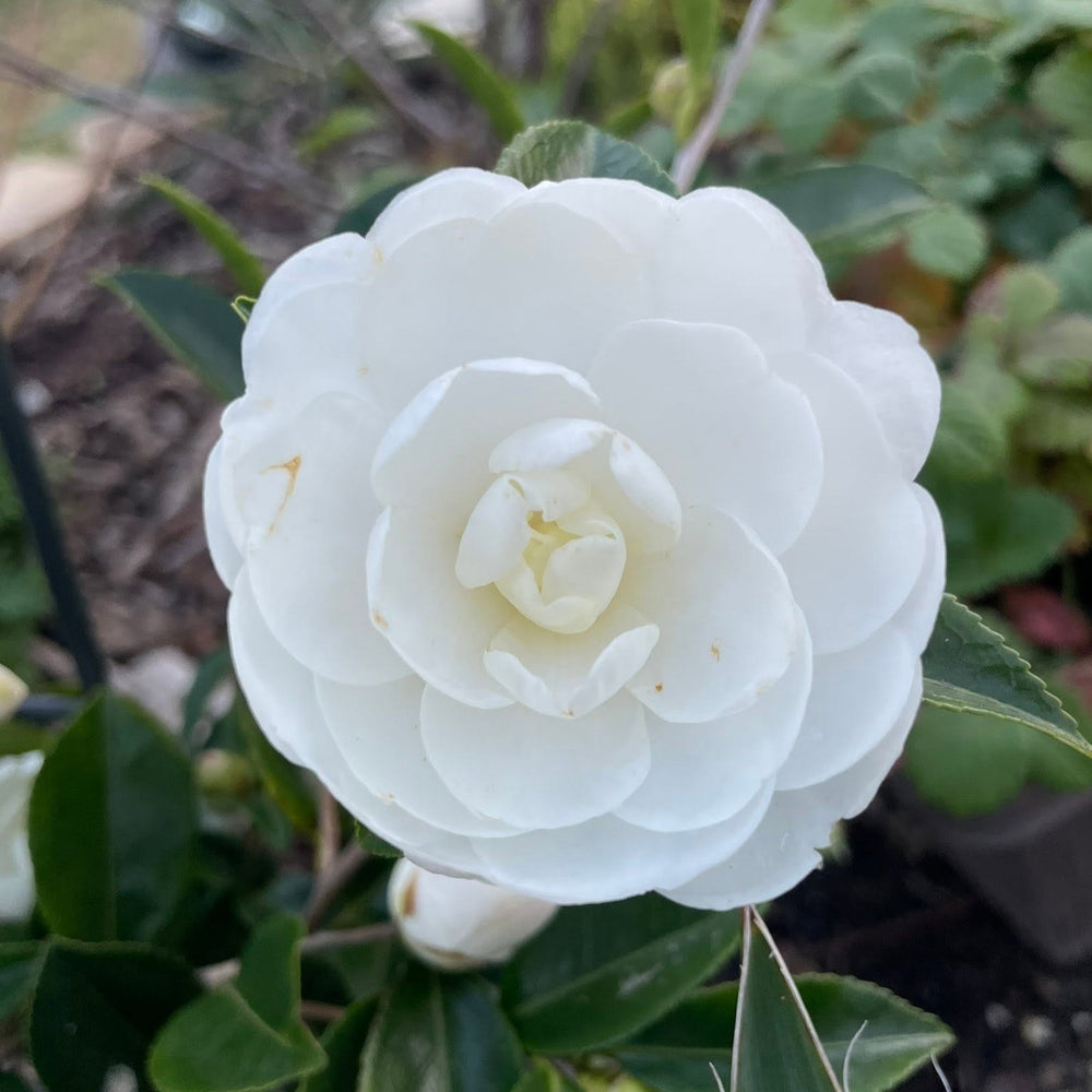 Camellia sasanqua 'Marie Kirk' ~ Autumn Moon Camellia-ServeScape
