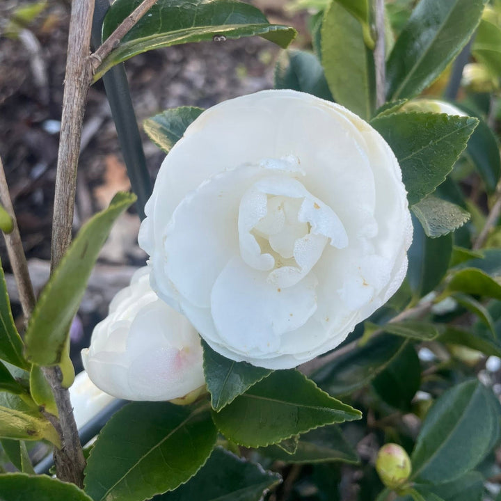 Camellia sasanqua 'Marie Kirk' ~ Autumn Moon Camellia-ServeScape