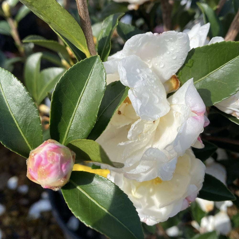 Camellia sasanqua 'White Tide' ~ White Tide Camellia-ServeScape