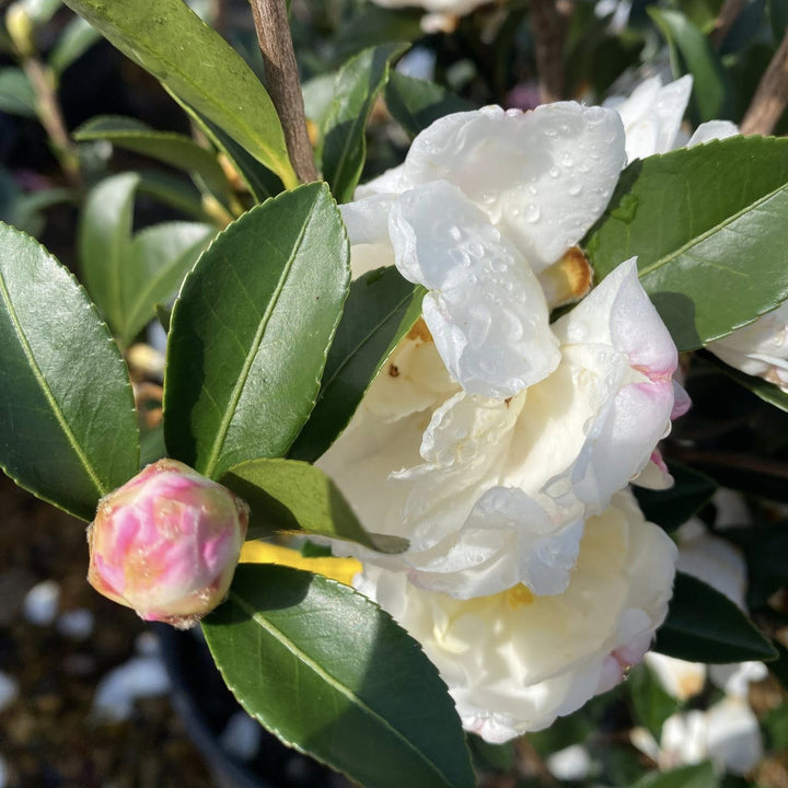 Camellia sasanqua 'White Tide' ~ White Tide Camellia-ServeScape