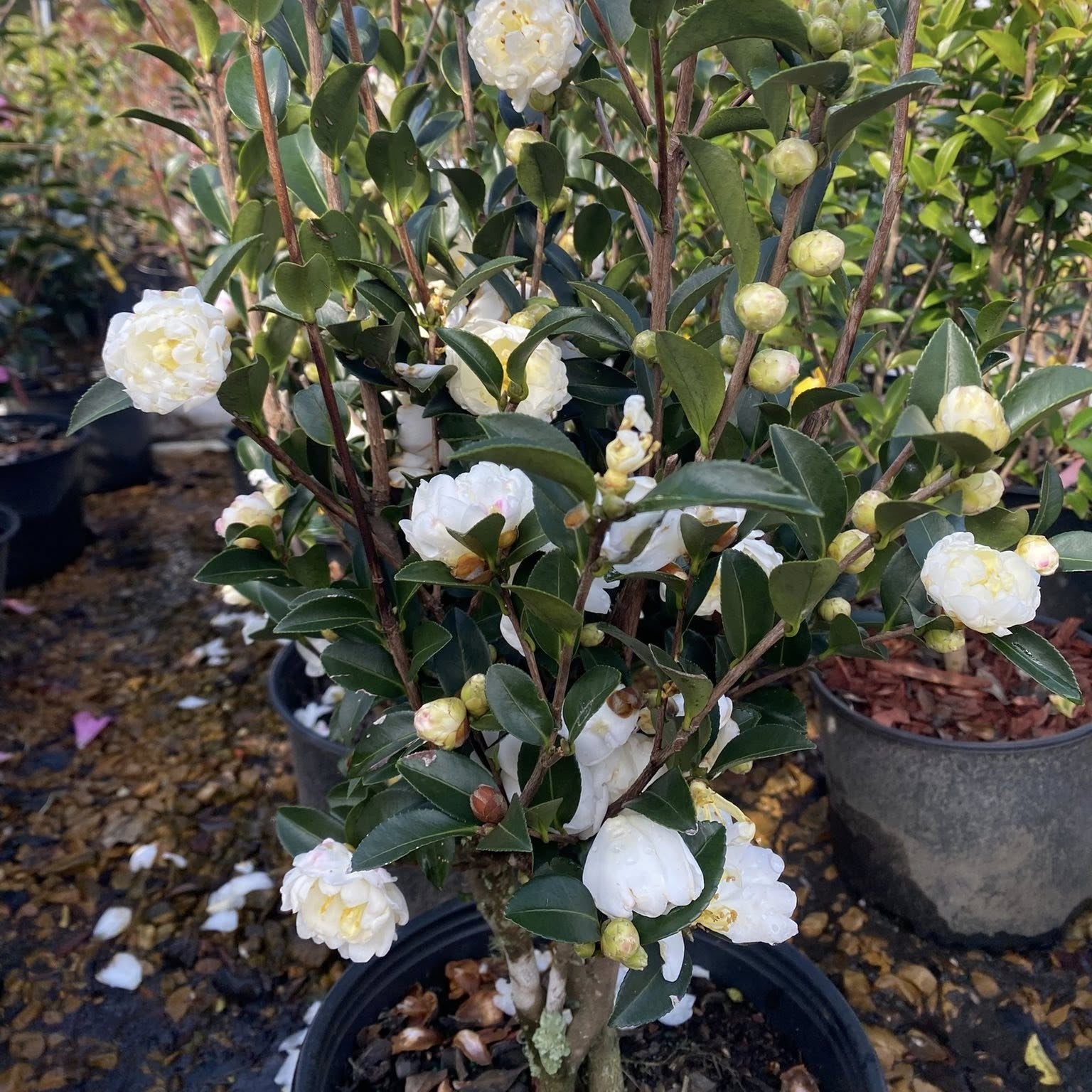 Camellia sasanqua 'White Tide' ~ White Tide Camellia-ServeScape