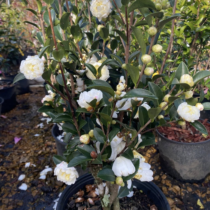 Camellia sasanqua 'White Tide' ~ White Tide Camellia-ServeScape