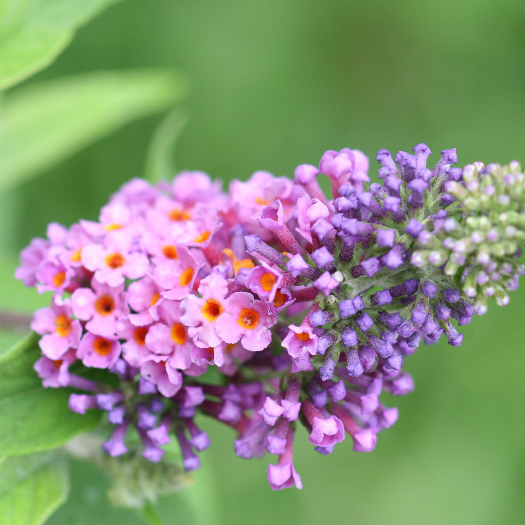 Buddleiax weyeriana 'Bicolor' ~ Bicolor Butterfly Bush-ServeScape