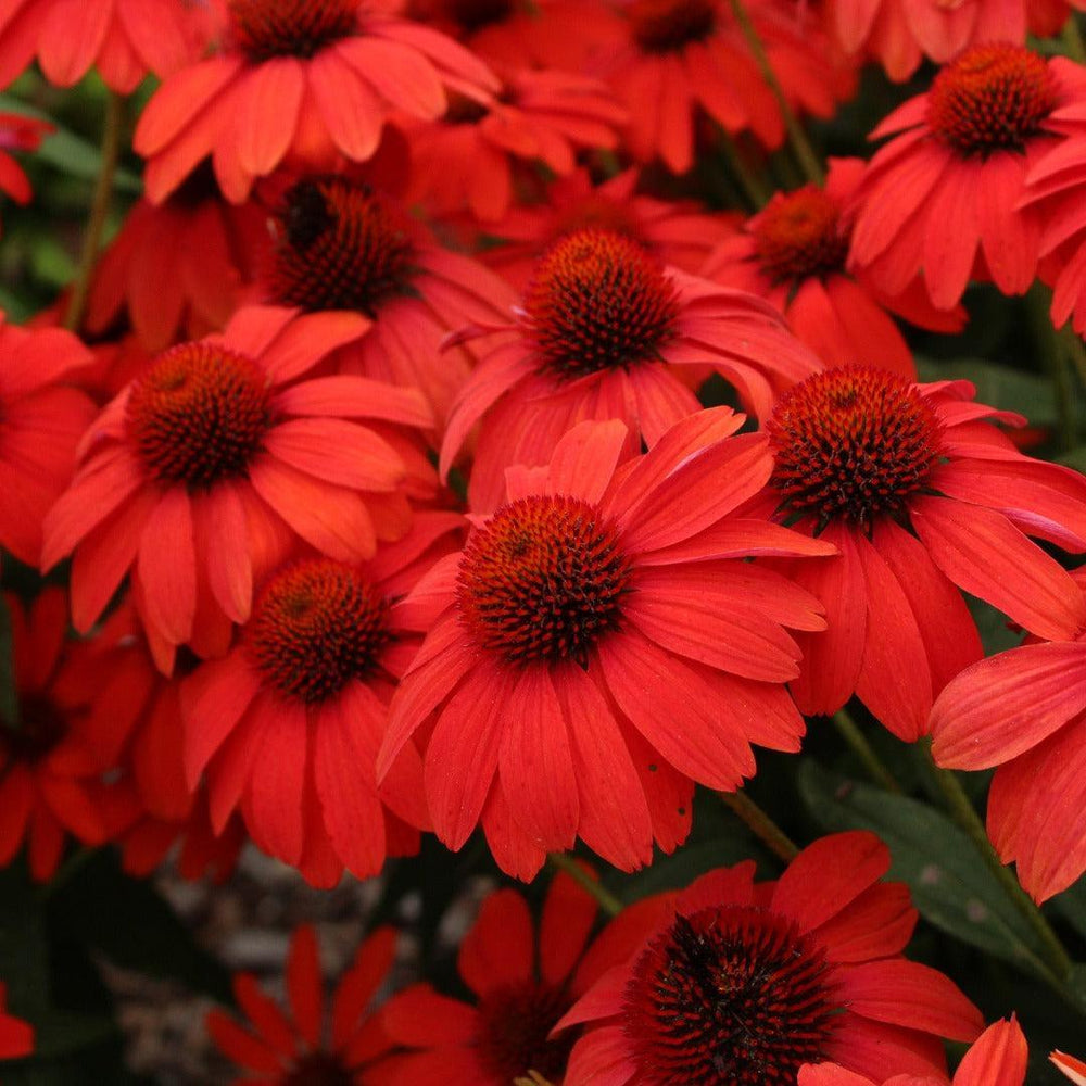 Echinacea x 'Guatemala Papaya' ~ Guatemala™ Papaya Coneflower-ServeScape