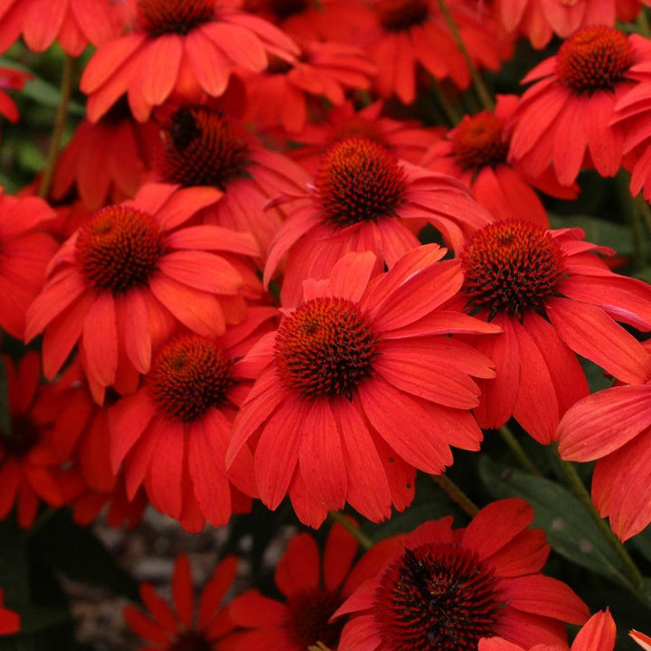 Echinacea x 'Guatemala Papaya' ~ Guatemala™ Papaya Coneflower-ServeScape