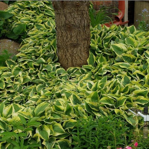 Hosta 'Brim Cup' ~ Brim Cup Hosta-ServeScape