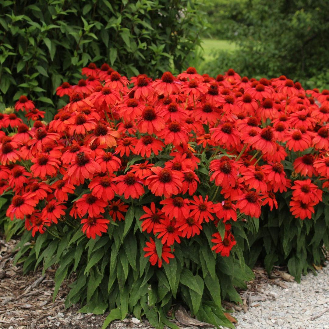 Echinacea x 'Guatemala Papaya' ~ Guatemala™ Papaya Coneflower-ServeScape