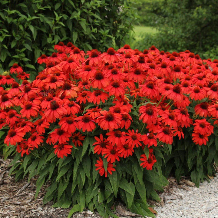 Echinacea x 'Guatemala Papaya' ~ Guatemala™ Papaya Coneflower-ServeScape