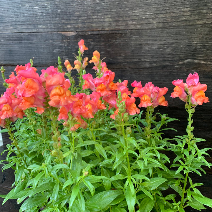 Antirrhinum majus 'Speedy Sonnet Bronze' ~ Speedy Sonnet Bronze Snapdragon-ServeScape