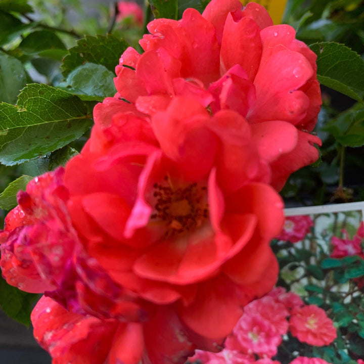 Rosa ‘Meidrifora' PP #19,148 ~ Coral Drift® Rose-ServeScape