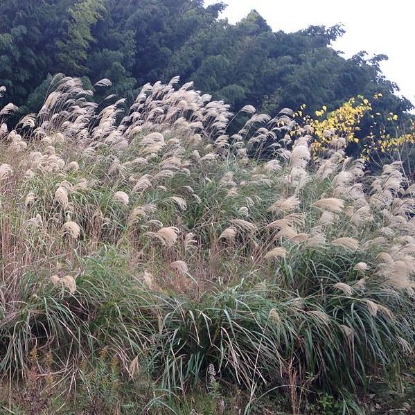 Miscanthus sinensis 'Yakushima' ~ Monrovia® Dwarf Maiden Grass-ServeScape