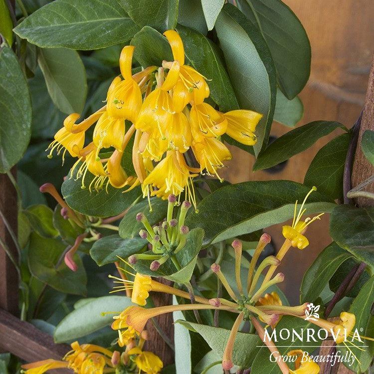 Lonicera 'Mandarin' ~ Monrovia® Mandarin Honeysuckle-ServeScape