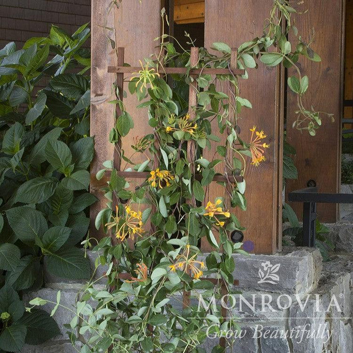 Lonicera 'Mandarin' ~ Monrovia® Mandarin Honeysuckle-ServeScape