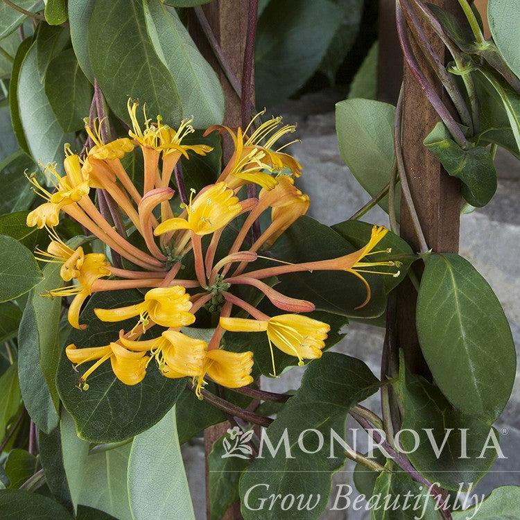 Lonicera 'Mandarin' ~ Monrovia® Mandarin Honeysuckle-ServeScape
