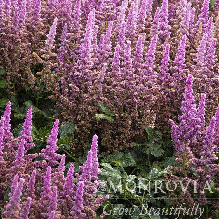 Astilbe chinensis 'Vision in Pink' ~ Monrovia® Vision in Pink Chinese Astilbe-ServeScape