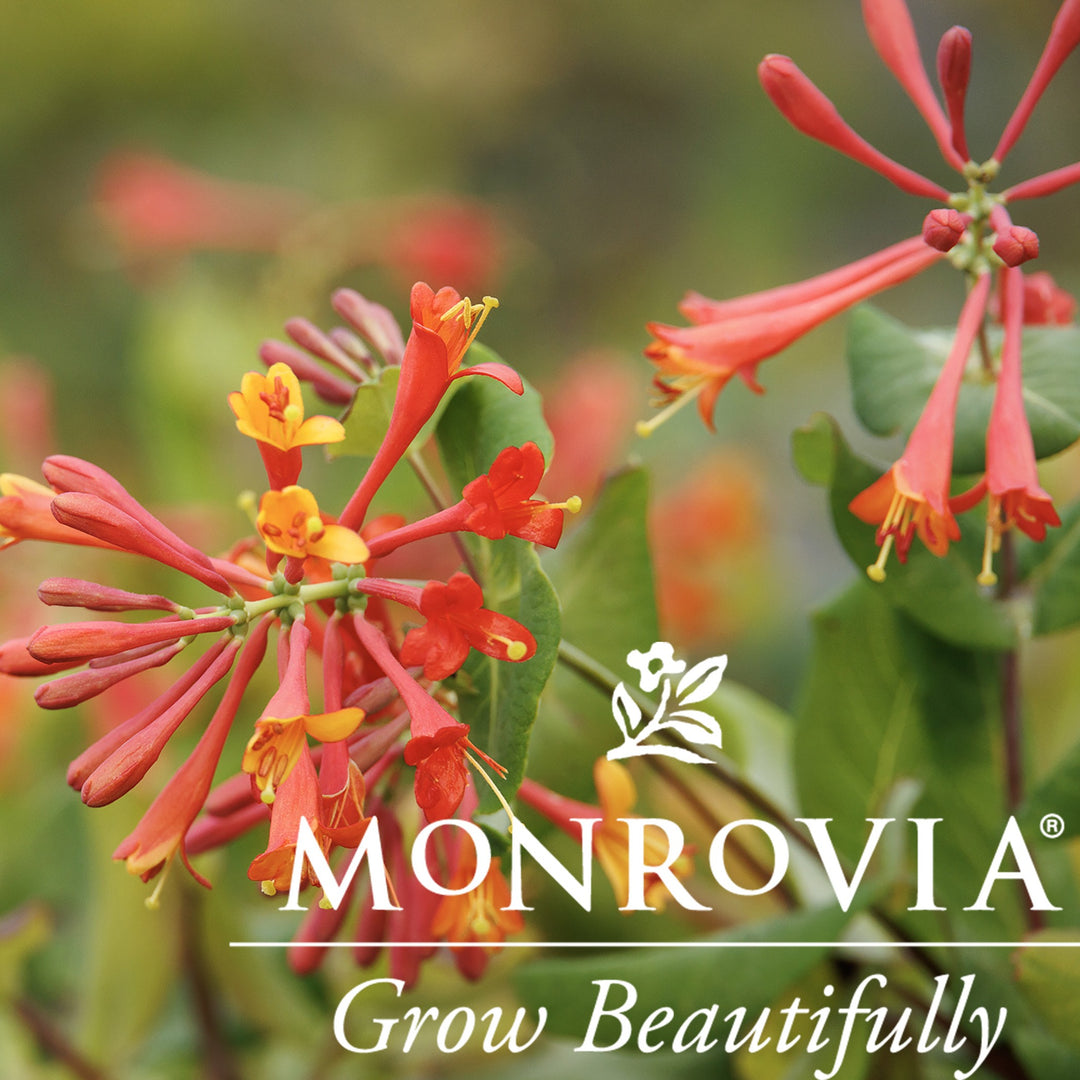 Lonicera x brownii 'Dropmore Scarlet' ~ Monrovia® Dropmore Scarlet Honeysuckle-ServeScape