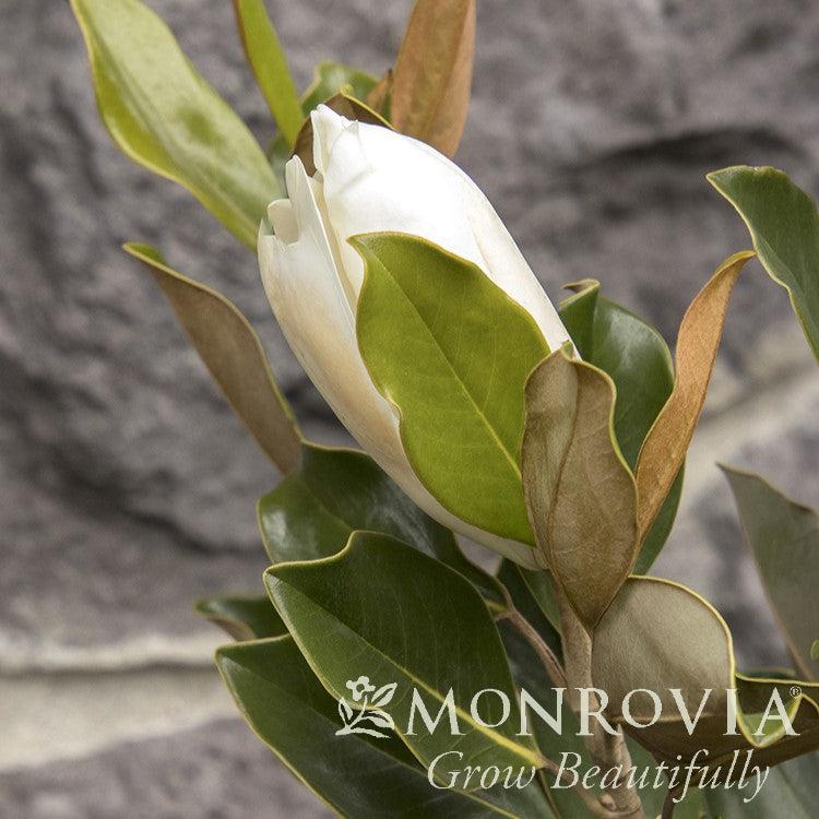 Magnolia grandiflora 'Little Gem' ~ Monrovia® Little Gem Magnolia-ServeScape