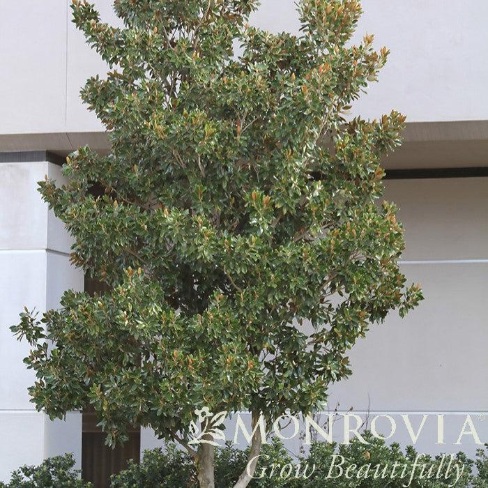 Magnolia grandiflora 'Little Gem' ~ Monrovia® Little Gem Magnolia-ServeScape