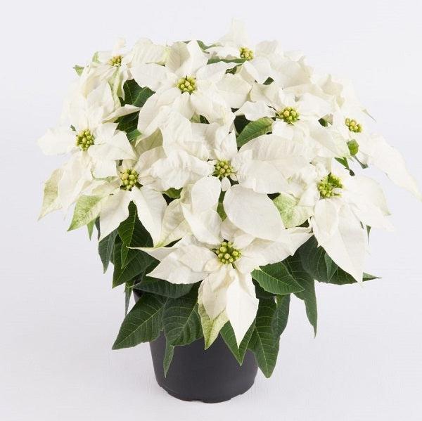 Euphorbia pulcherrima 'Princettia Pure White' ~ Princettia® Pure White Poinsettia-ServeScape