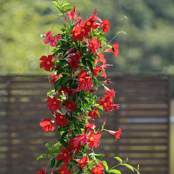 Mandevilla x 'Sundenia Crimson’ ~ Monrovia® Sundenia® Crimson Mandevilla-ServeScape