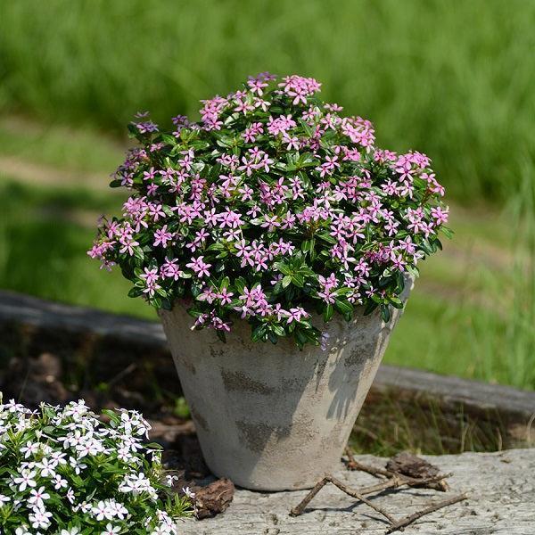 Catharanthus ''SUNCATFE 291' ~ PW® Soiree Kawaii® Light Purple Vinca-ServeScape