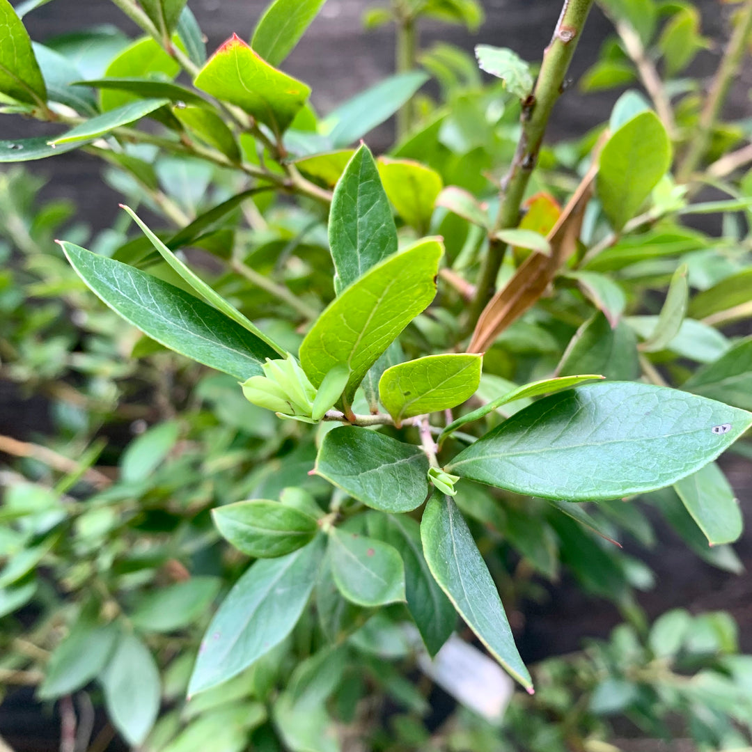 Vaccinium x 'Sunshine Blue' ~ Sunshine Blue Blueberry-ServeScape