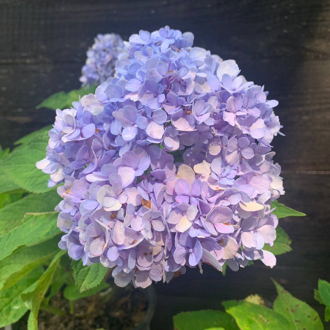 Hydrangea macrophylla 'Nikko Blue' ~ Nikko Blue Hydrangea-ServeScape