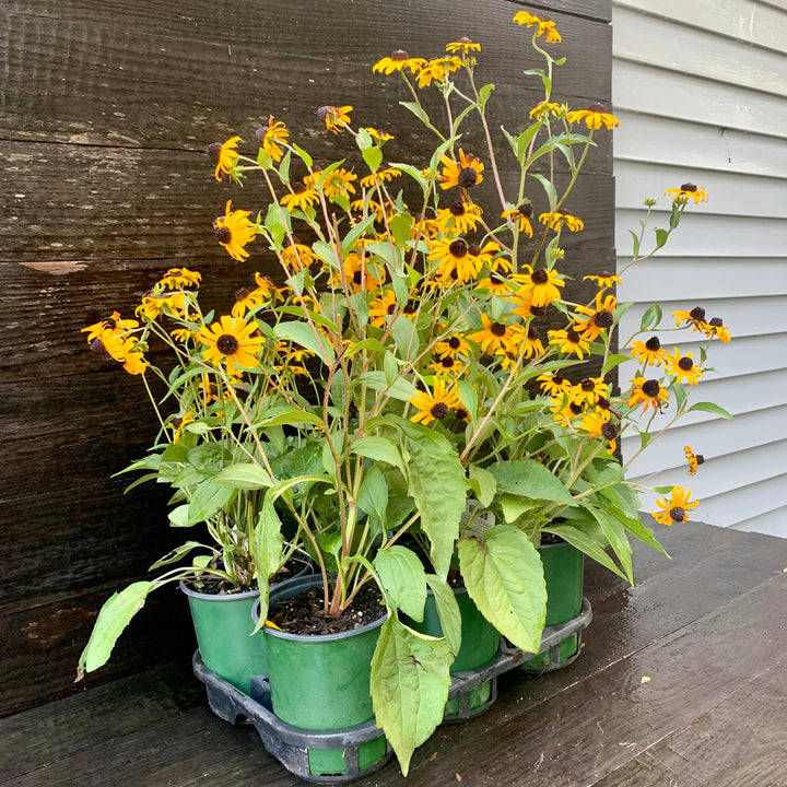 Rudbeckia fulgida 'Goldsturm' ~ Black-Eyed Susan-ServeScape