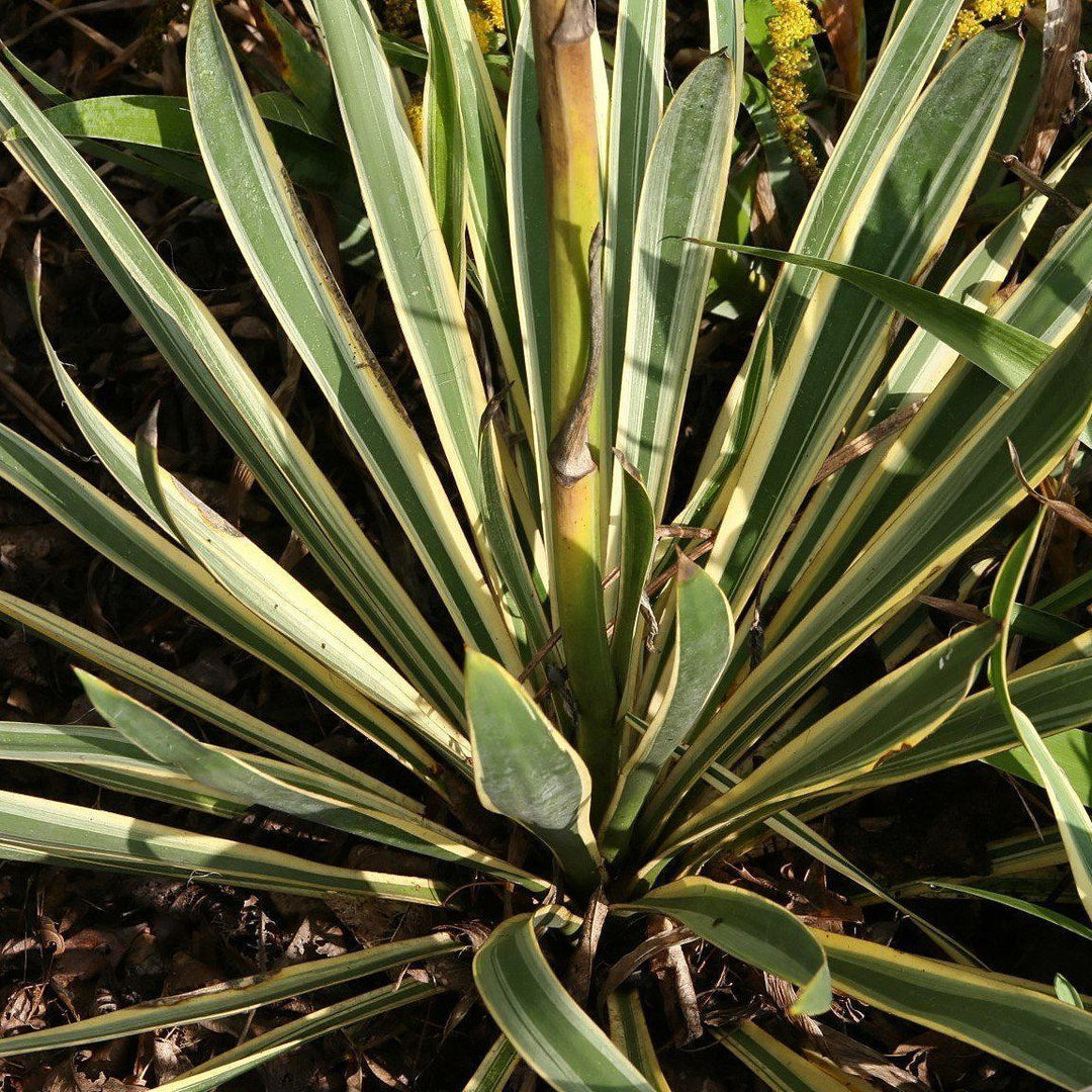 Yucca filamentosa 'Bright Edge' ~ Monrovia® Bright Edge Yucca-ServeScape