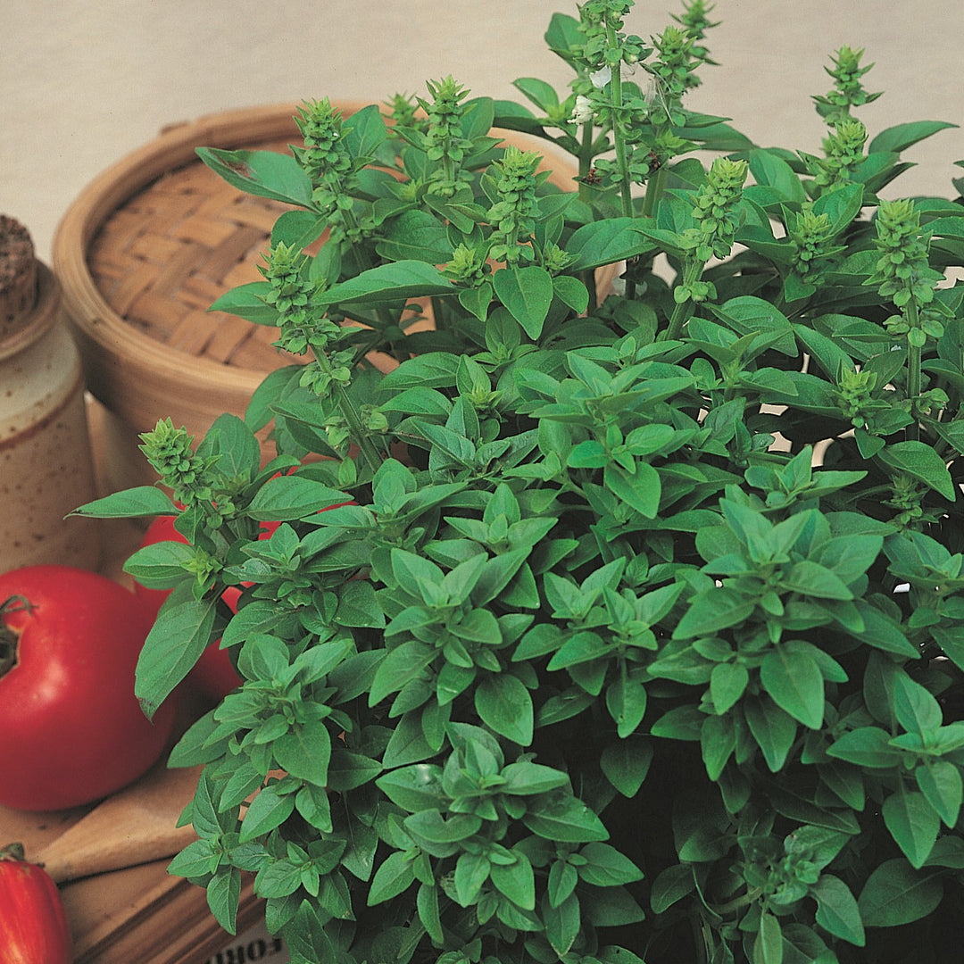 Ocimum basilicum var. minimum 'Spicy Globe' ~ Spicy Globe Basil-ServeScape
