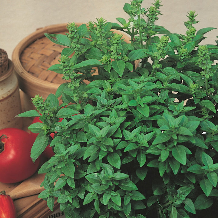 Ocimum basilicum var. minimum 'Spicy Globe' ~ Spicy Globe Basil-ServeScape